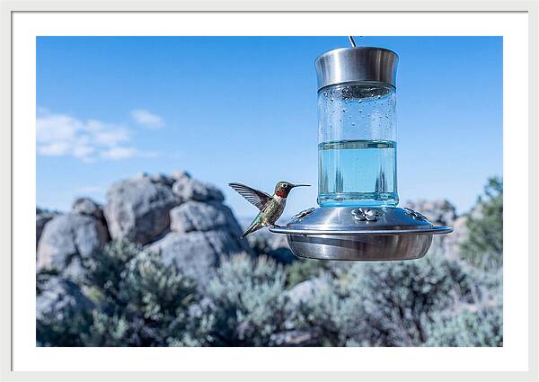 Hummingbird At Nectar Feeder