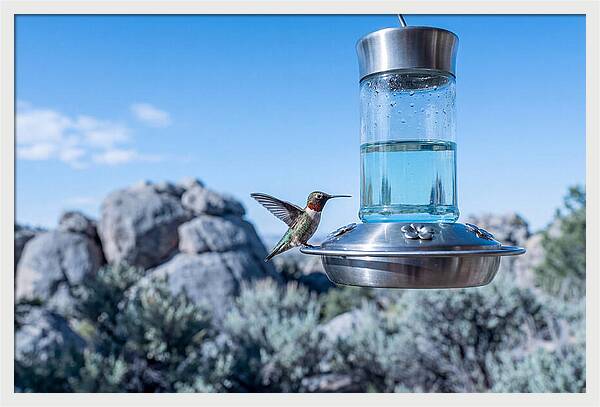 Hummingbird At Nectar Feeder