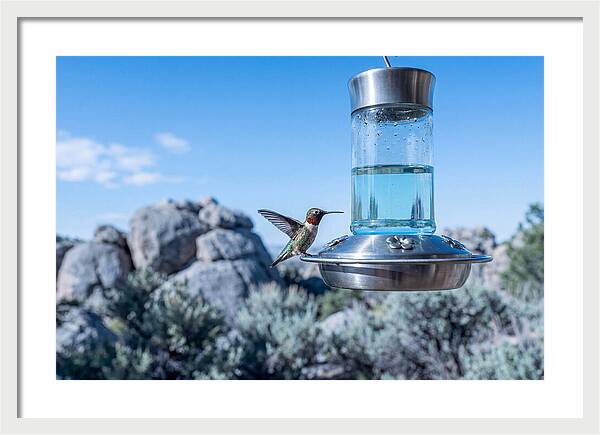 Hummingbird At Nectar Feeder