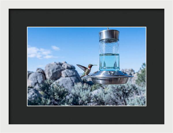 Hummingbird At Nectar Feeder