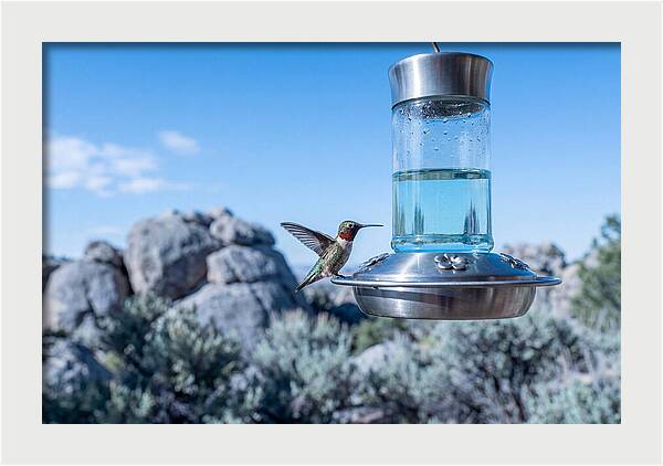 Hummingbird At Nectar Feeder
