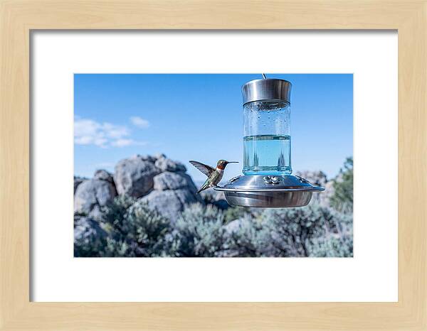 Hummingbird At Nectar Feeder