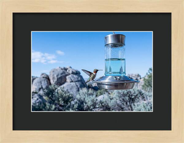 Hummingbird At Nectar Feeder