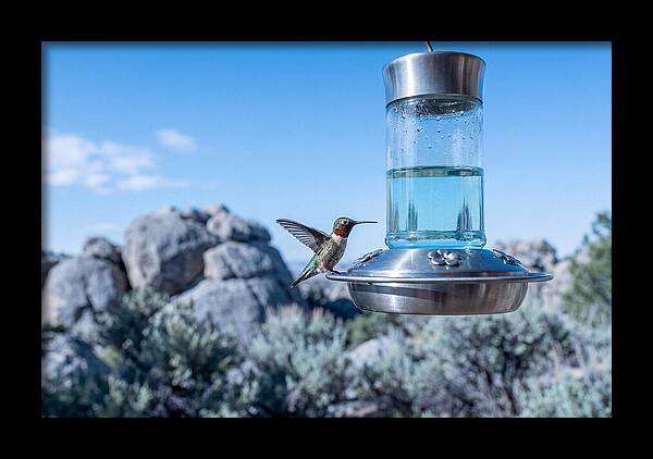 Hummingbird At Nectar Feeder