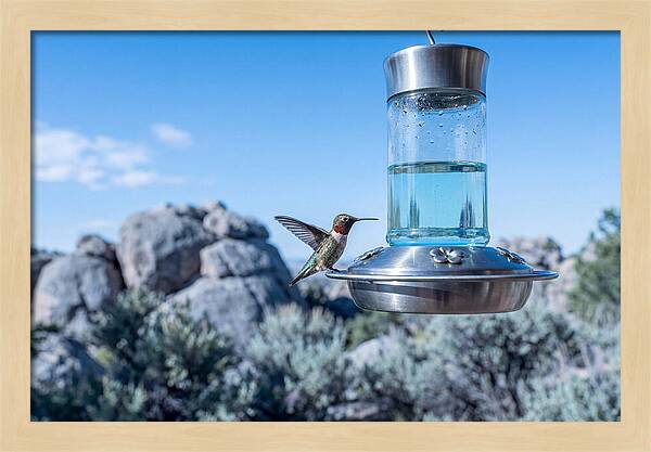 Hummingbird At Nectar Feeder