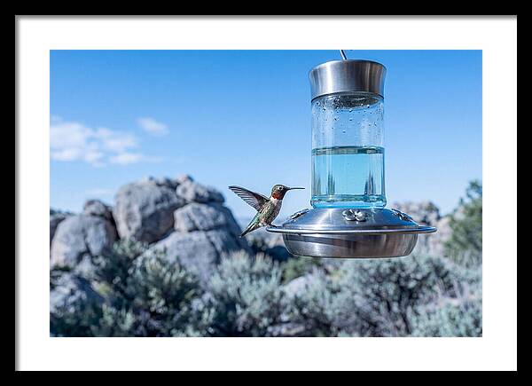 Hummingbird At Nectar Feeder