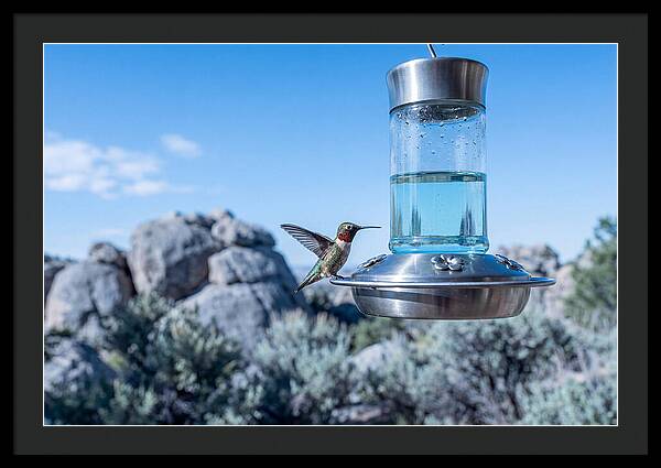 Hummingbird At Nectar Feeder