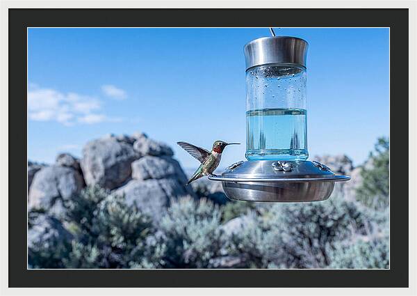 Hummingbird At Nectar Feeder