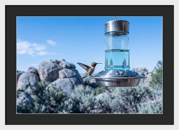 Hummingbird At Nectar Feeder