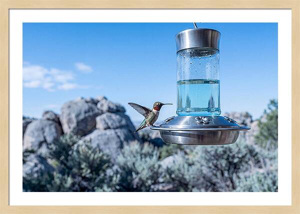 Hummingbird At Nectar Feeder