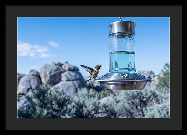 Hummingbird At Nectar Feeder