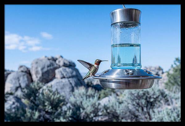 Hummingbird At Nectar Feeder