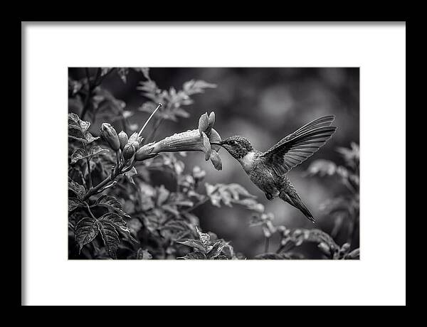 Hummingbird Feeding From Red Trumpet