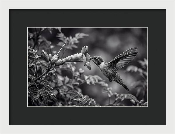 Hummingbird Feeding From Red Trumpet