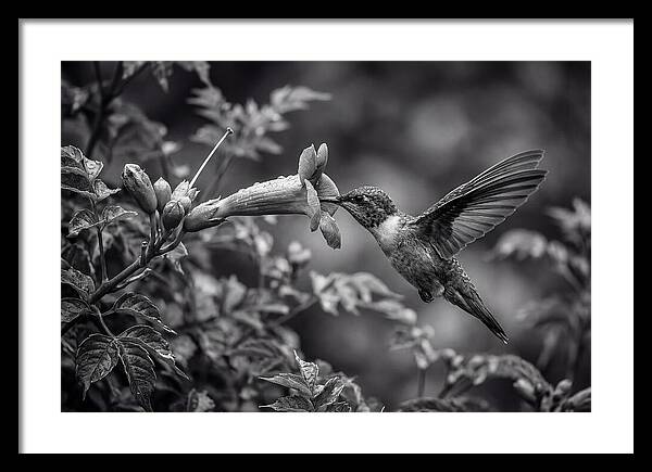 Hummingbird Feeding From Red Trumpet