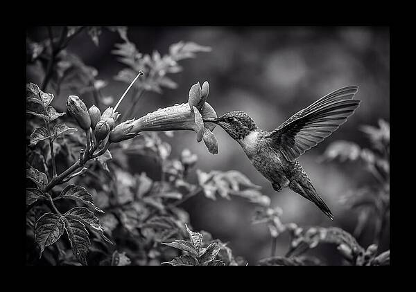 Hummingbird Feeding From Red Trumpet