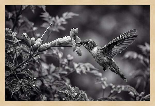 Hummingbird Feeding From Red Trumpet