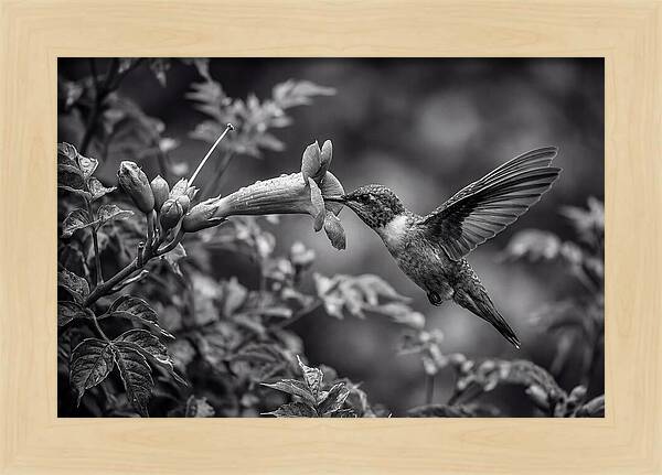 Hummingbird Feeding From Red Trumpet