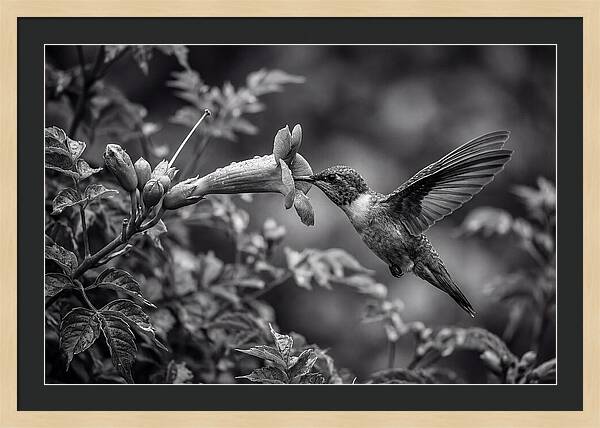 Hummingbird Feeding From Red Trumpet
