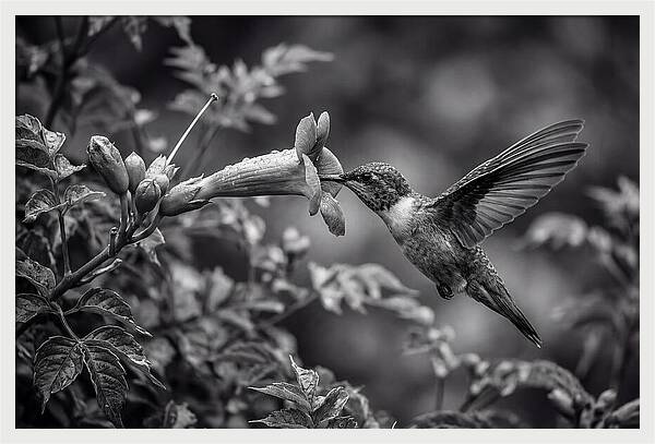Hummingbird Feeding From Red Trumpet