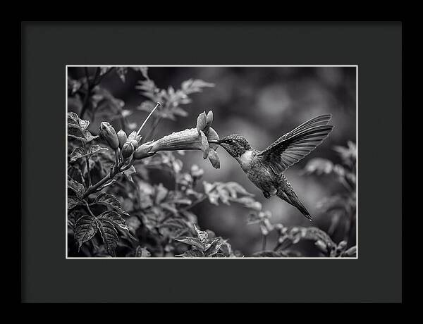 Hummingbird Feeding From Red Trumpet
