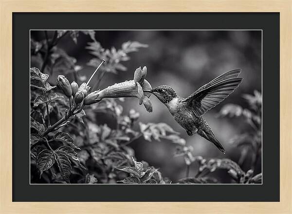 Hummingbird Feeding From Red Trumpet