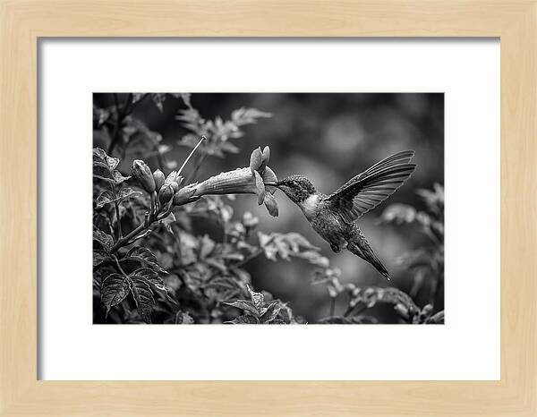Hummingbird Feeding From Red Trumpet