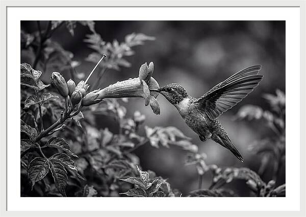 Hummingbird Feeding From Red Trumpet