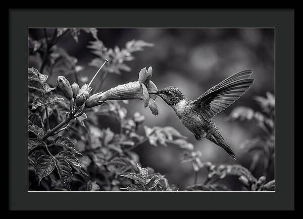 Hummingbird Feeding From Red Trumpet