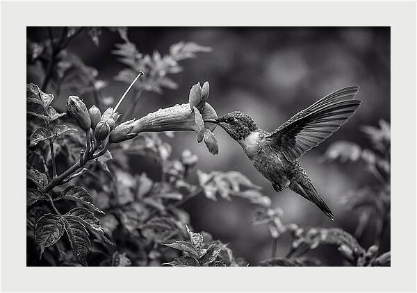 Hummingbird Feeding From Red Trumpet
