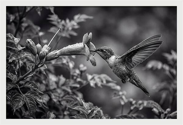 Hummingbird Feeding From Red Trumpet