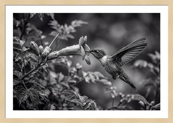 Hummingbird Feeding From Red Trumpet