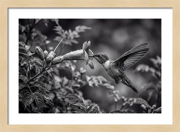 Hummingbird Feeding From Red Trumpet