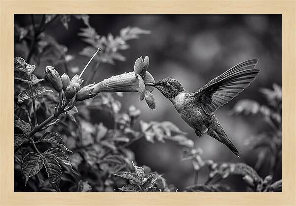 Hummingbird Feeding From Red Trumpet