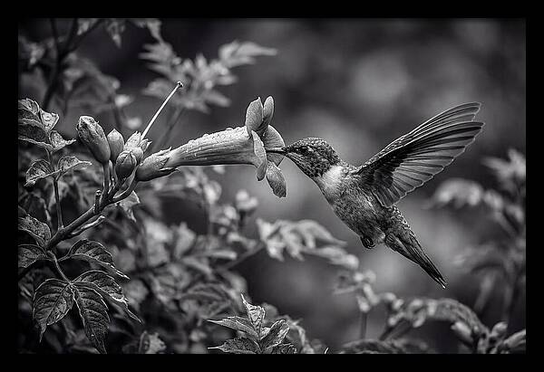 Hummingbird Feeding From Red Trumpet