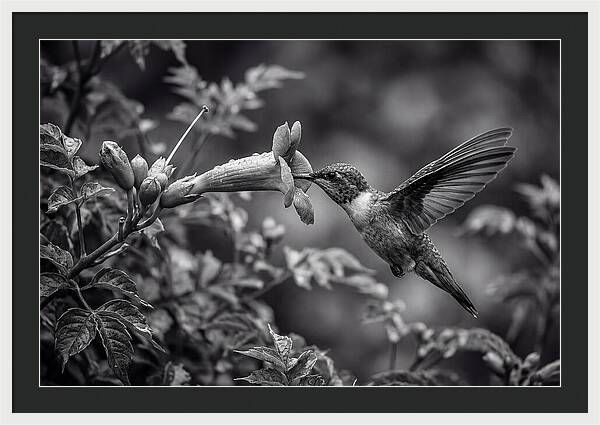 Hummingbird Feeding From Red Trumpet