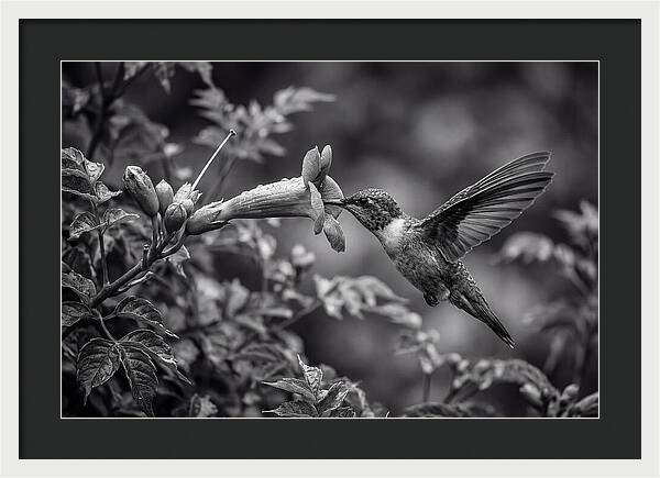 Hummingbird Feeding From Red Trumpet