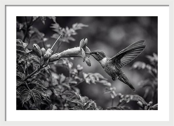 Hummingbird Feeding From Red Trumpet