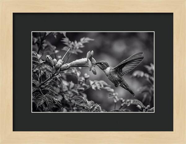 Hummingbird Feeding From Red Trumpet
