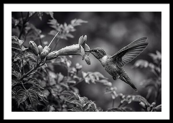 Hummingbird Feeding From Red Trumpet