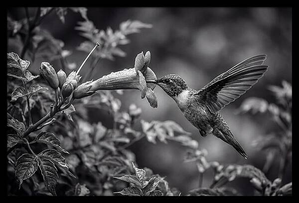 Hummingbird Feeding From Red Trumpet