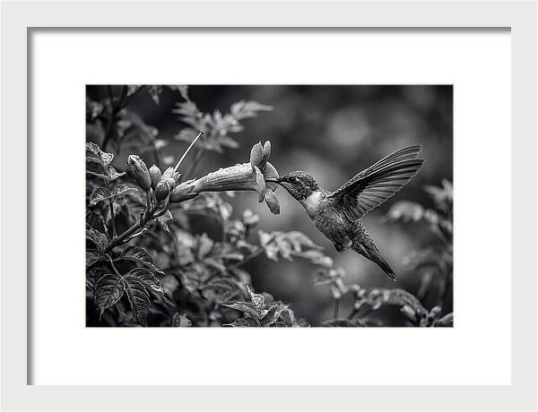 Hummingbird Feeding From Red Trumpet