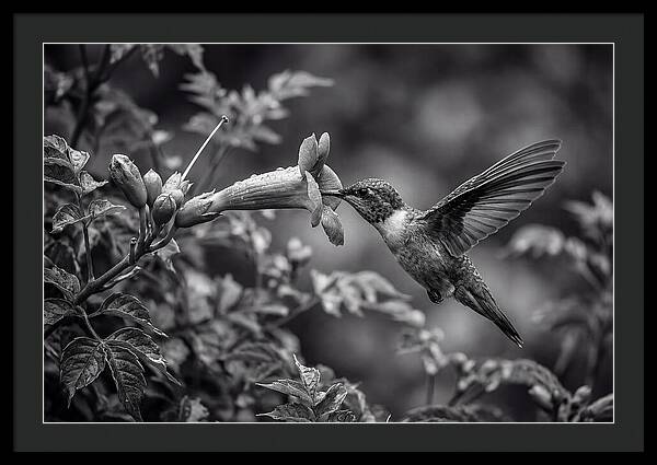 Hummingbird Feeding From Red Trumpet