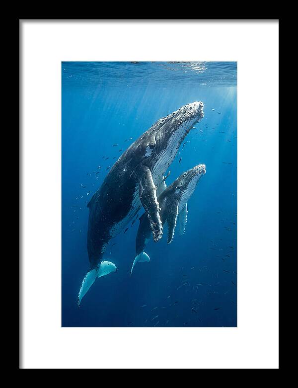 Humpback Whale And Calf Embrace