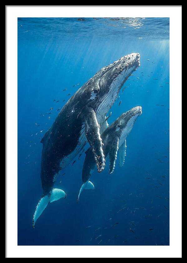 Humpback Whale And Calf Embrace