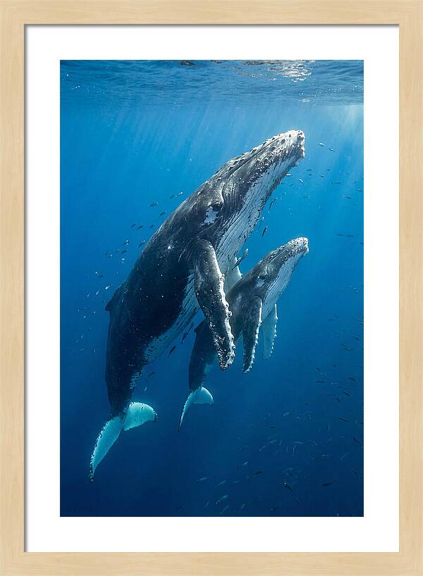 Humpback Whale And Calf Embrace