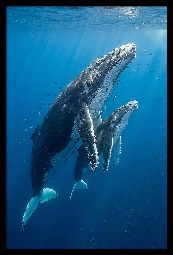 Humpback Whale And Calf Embrace