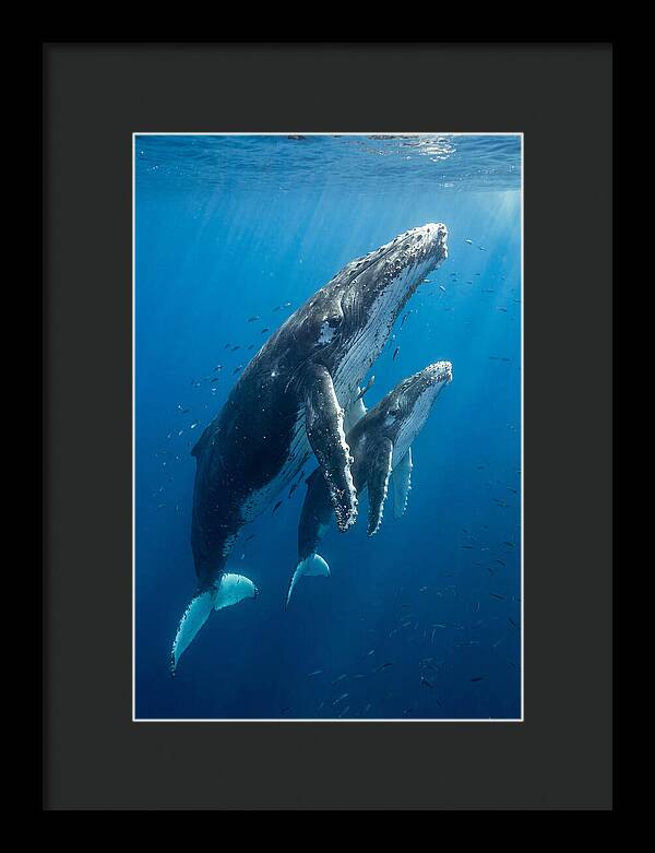 Humpback Whale And Calf Embrace