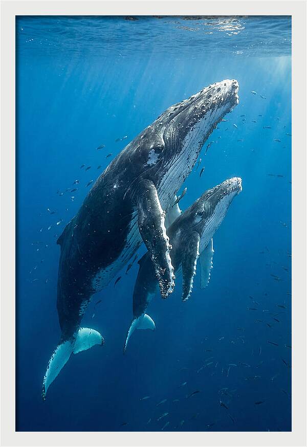 Humpback Whale And Calf Embrace