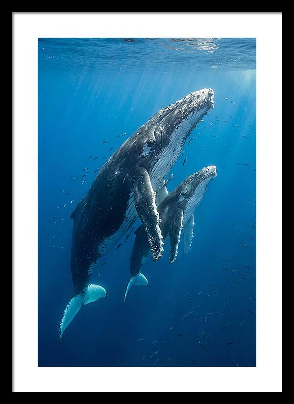 Humpback Whale And Calf Embrace